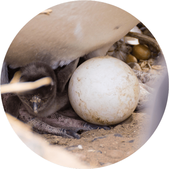 A single, white egg on the ground near some webbed feet.