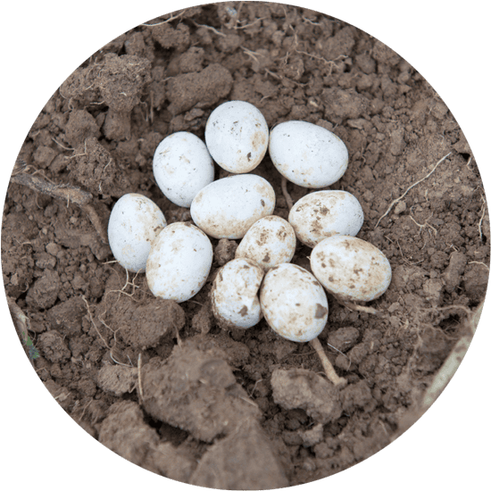 10 or so small white eggs on a rough soil ground.