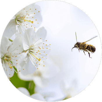 Bees