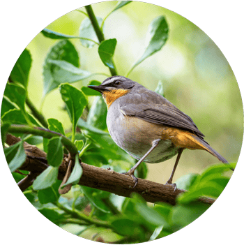 native birds