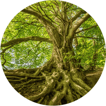 Tree Roots